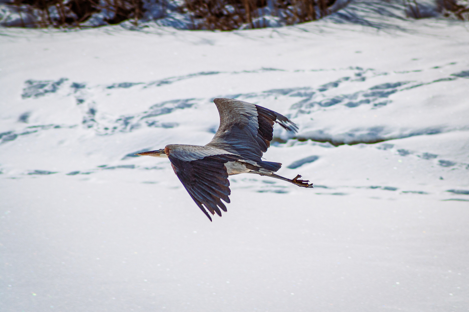 Heron in Flight