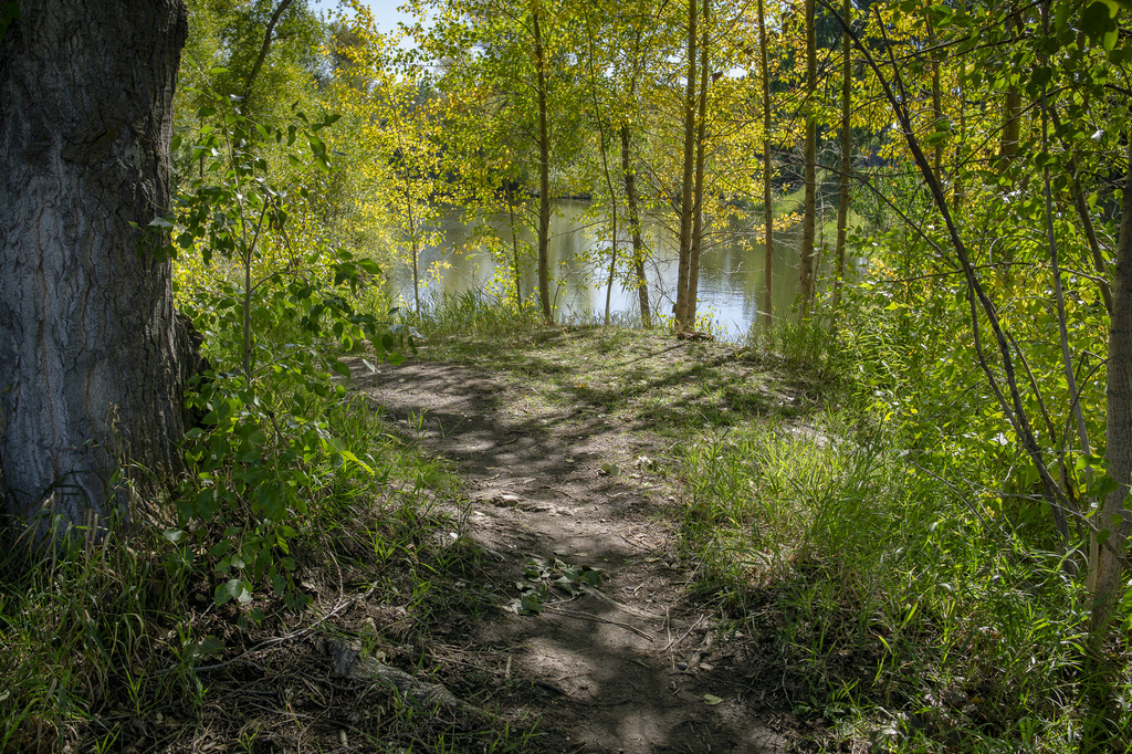 Grove with water
