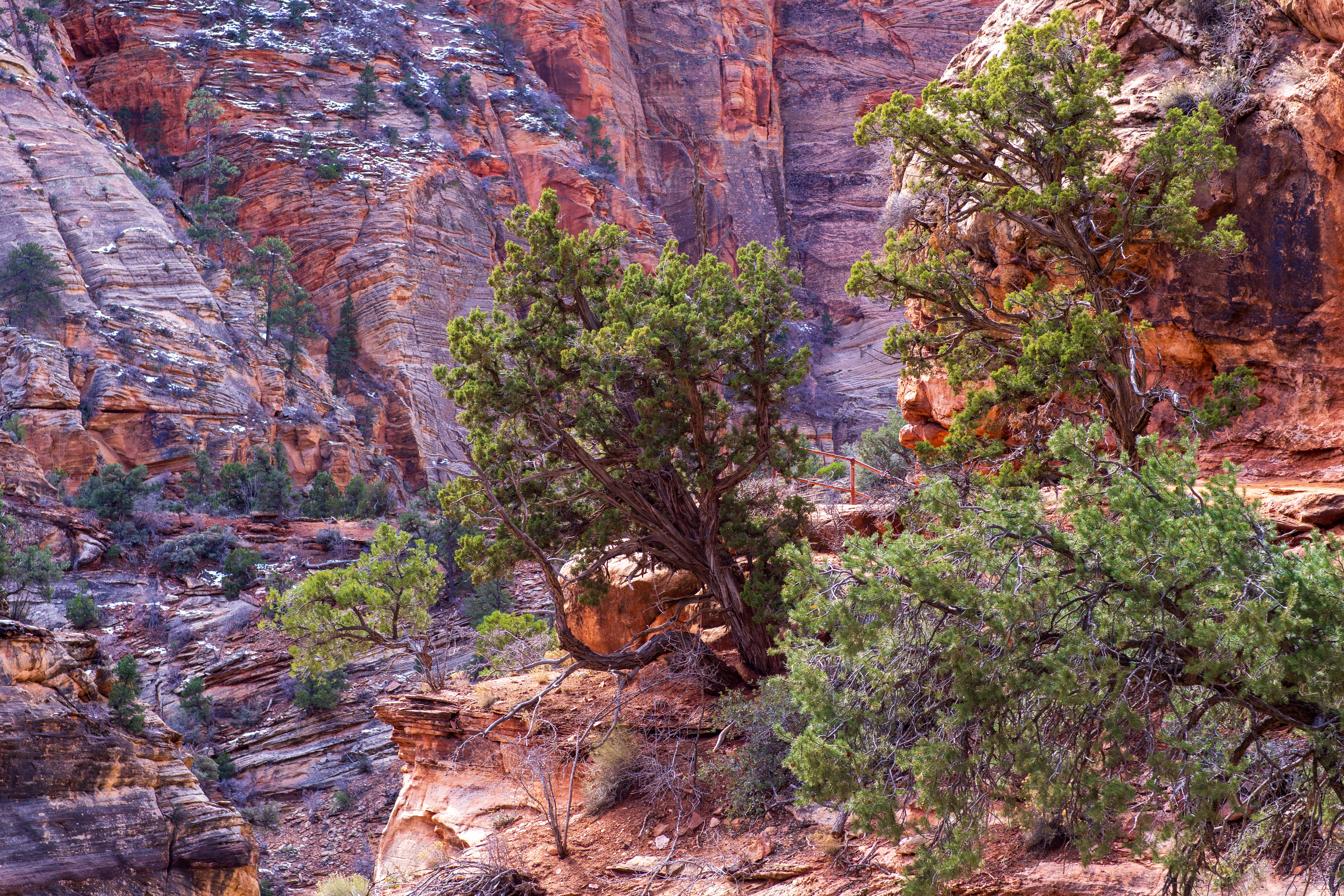 A Tree in Zion National Park