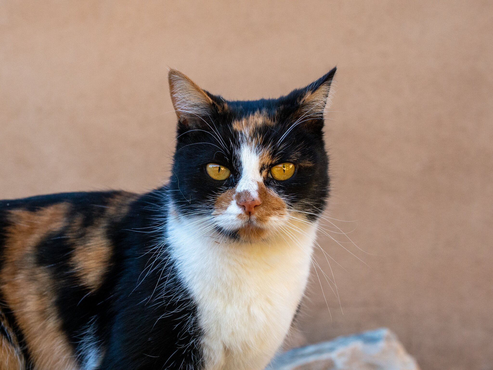 Portrait Headon of a Calico Cat